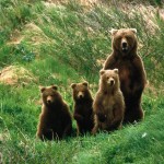 Cub_Scouts,_Brown_Bears