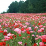 Field_of_Flowers.preview