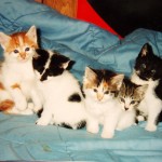 Litter_of_five_kittens_