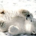baby-blizzard-bear