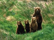 Cub_Scouts,_Brown_Bears